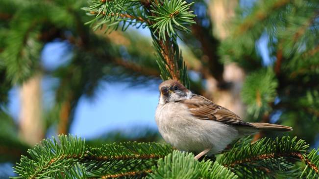 Bird 6 Wide