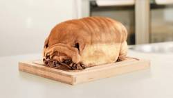 Cachorro Pao De Forma