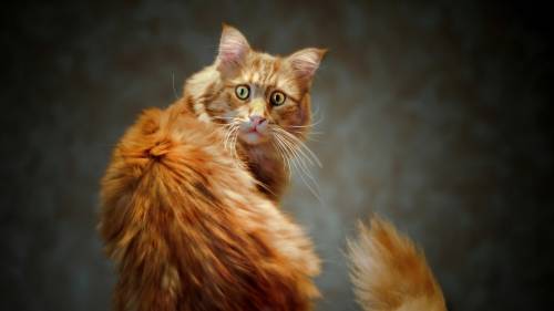 Cat Looking 7 Wide