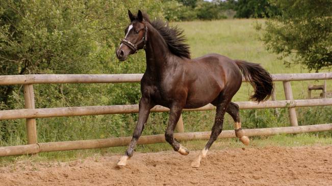 Cavalo no Campo