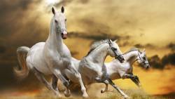 Cavalos Brancos