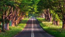 Estrada Floresta