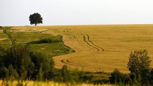 Farm Tree Wide