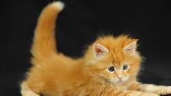 Filhote de gato brincado