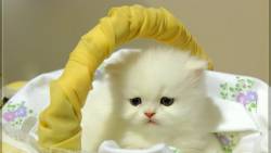Filhote de gato