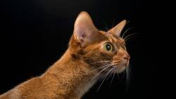 Gato Olhando Atento