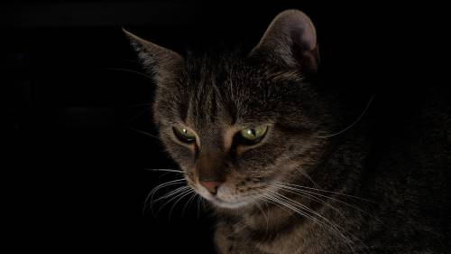 Gato Olhando Escuro