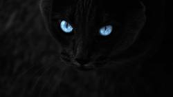Gato Preto Olhos Azuis