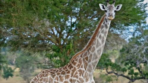 Girafa Olhando