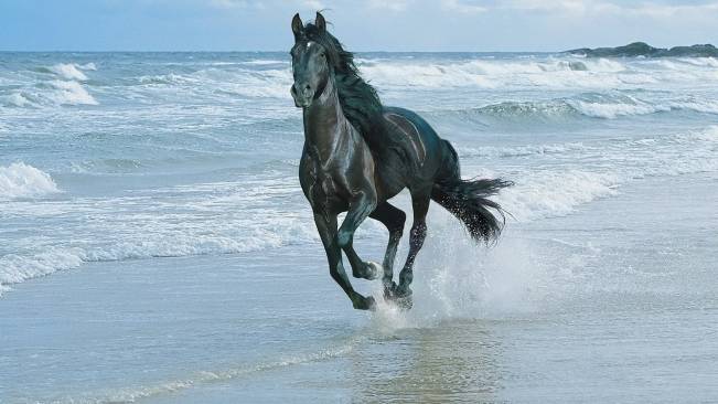 Horse Beach 2 Wide