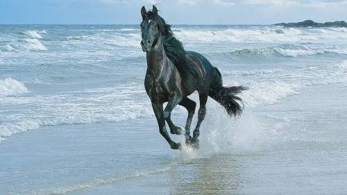 Horse Beach 2 Wide