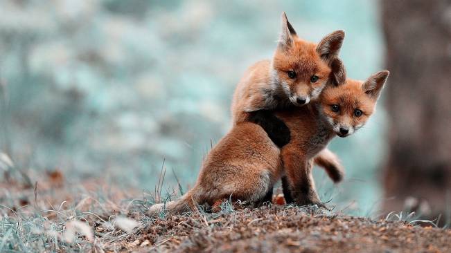 2 Filhotes Lobo