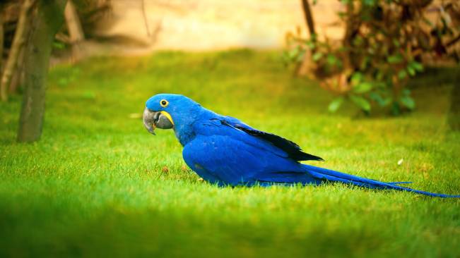 Arara Azul
