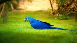 Arara Azul