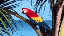 Arara No Coqueiro
