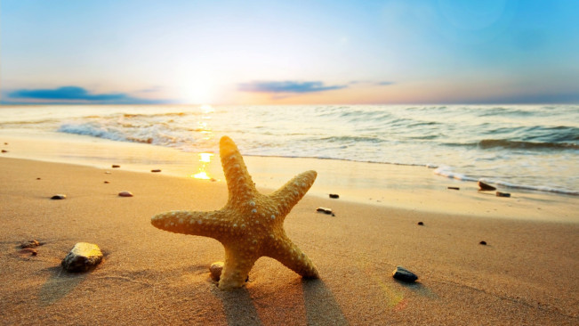 Beach Starfish Wide