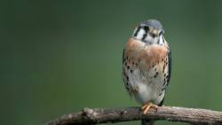 Bird 3 HD