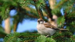 Bird 6 Wide