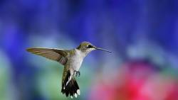 Bird Hummingbird 2 Other
