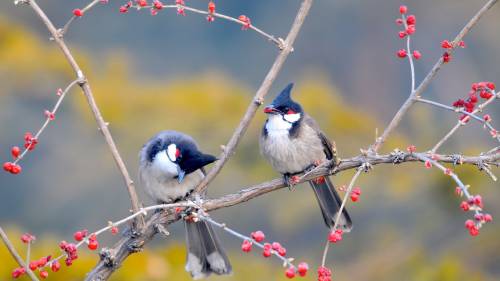 Birds Tree Wide