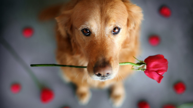 Cachorro Flor Boca