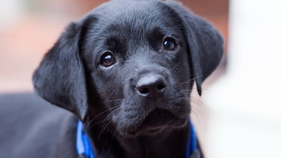 Cachorro Olhando Filhote