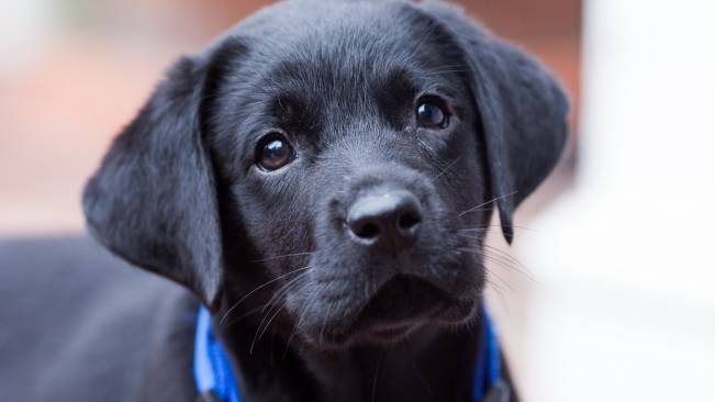 Cachorro Olhando Filhote