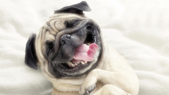 Cachorro Sorrindo