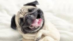 Cachorro Sorrindo