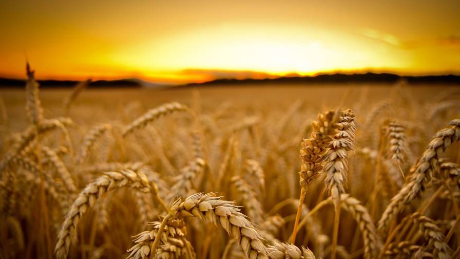 Campo Trigo Por Do Sol