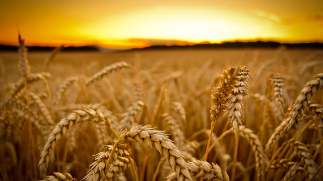 Campo Trigo Por Do Sol