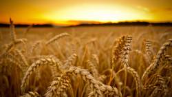 Campo Trigo Por Do Sol