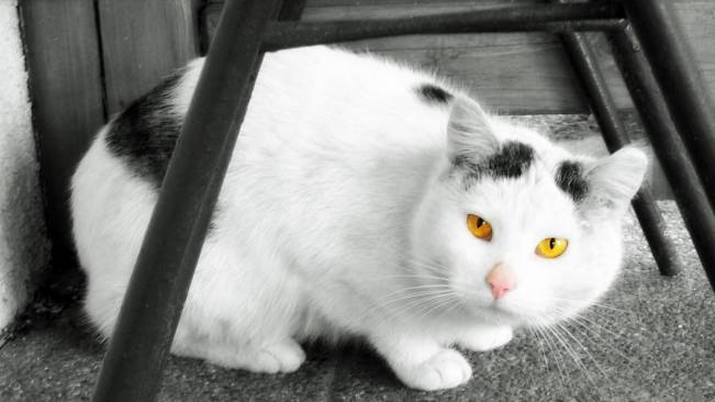 Cat Wide