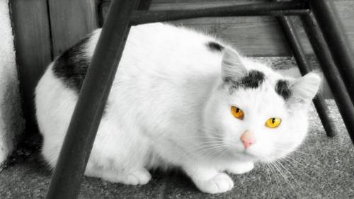 Cat Wide