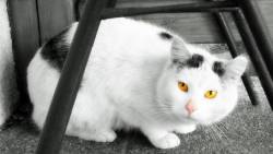 Cat Wide