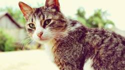 Cat Wide