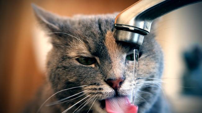 Cat Drinking Water Wide