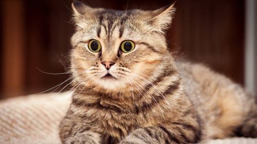 Cat Looking 26 Wide
