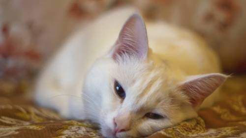 Cat Looking Sleepy Wide