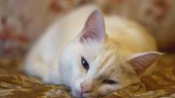 Cat Looking Sleepy Wide