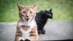 Cats Wide