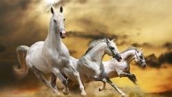 Cavalos Brancos