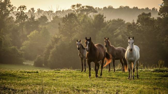 Cavalos No Campo