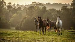 Cavalos No Campo