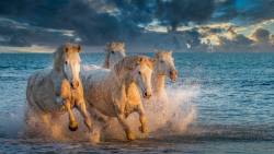 Cavalos Selvagens Na Praia