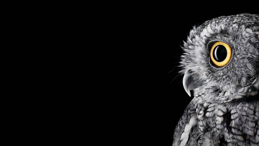 Coruja Na Escuridão