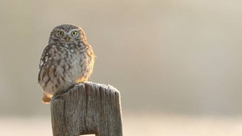 Coruja Olhando Cerca