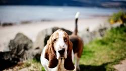 Dog Look Other