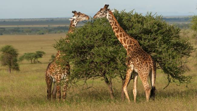 Duas Girafas Comendo