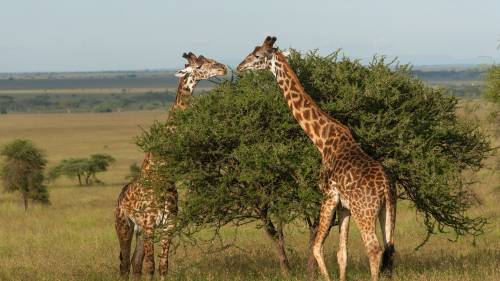 Duas Girafas Comendo